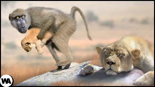 Why Do Baboons Steal Lion Cubs?