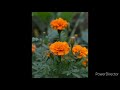 WhatsApp Status Aane Se Uske