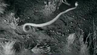 勇者無敵，毫無可犯。