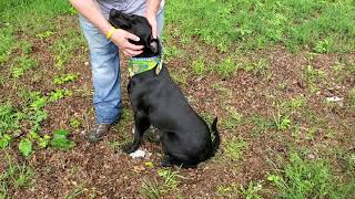 Video preview image #1 Labrador Retriever-Unknown Mix Puppy For Sale in Bandera, TX, USA