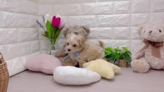 ハーフ犬の動画01