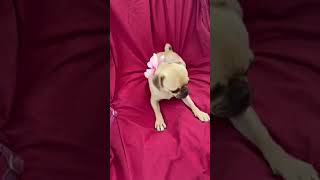 Video preview image #1 Pug-Unknown Mix Puppy For Sale in HOUSTON, TX, USA