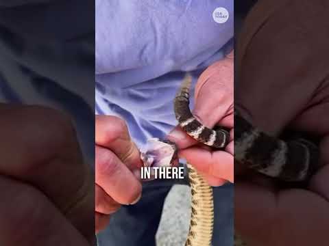 RFK Jr. posts second snake wrangling video after going viral