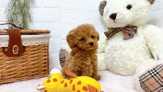 トイプードルの動画02