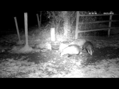 Three rural badgers feeding and growling and picking on each other - with sounds !