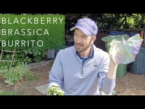 Worm Farm Feeding - Blackberry Brassica Burrito