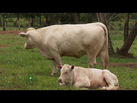 , title : 'Bondades productivas de la raza charolais | La Finca de Hoy'