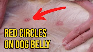 What Causes Red Circles On Dog