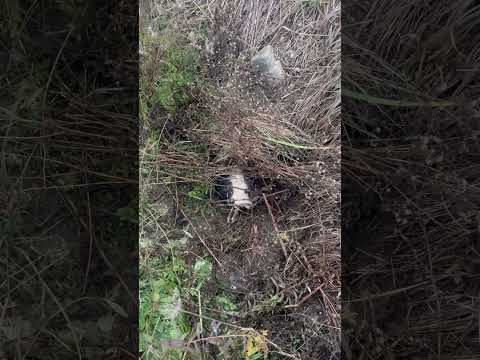 The SKUNKINATOR Skunk Trap - How To Catch Skunks Without Getting Sprayed. Mousetrap Monday.