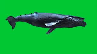 Download lagu Green screen whale vide mp3