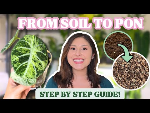 How to transplant your plants from soil to PON (Step-by-step)