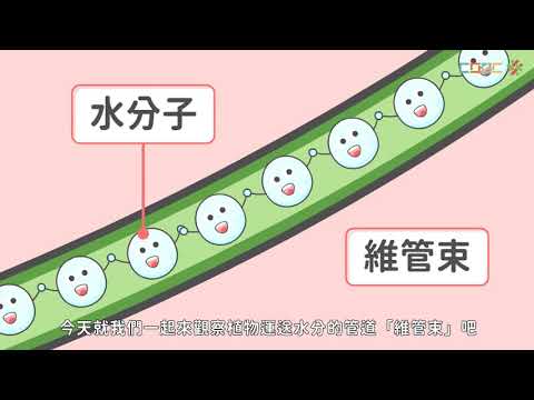 討論 植物體運輸構造的觀察 自然 均一教育平台