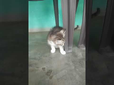 Chhoti Billi hai ye