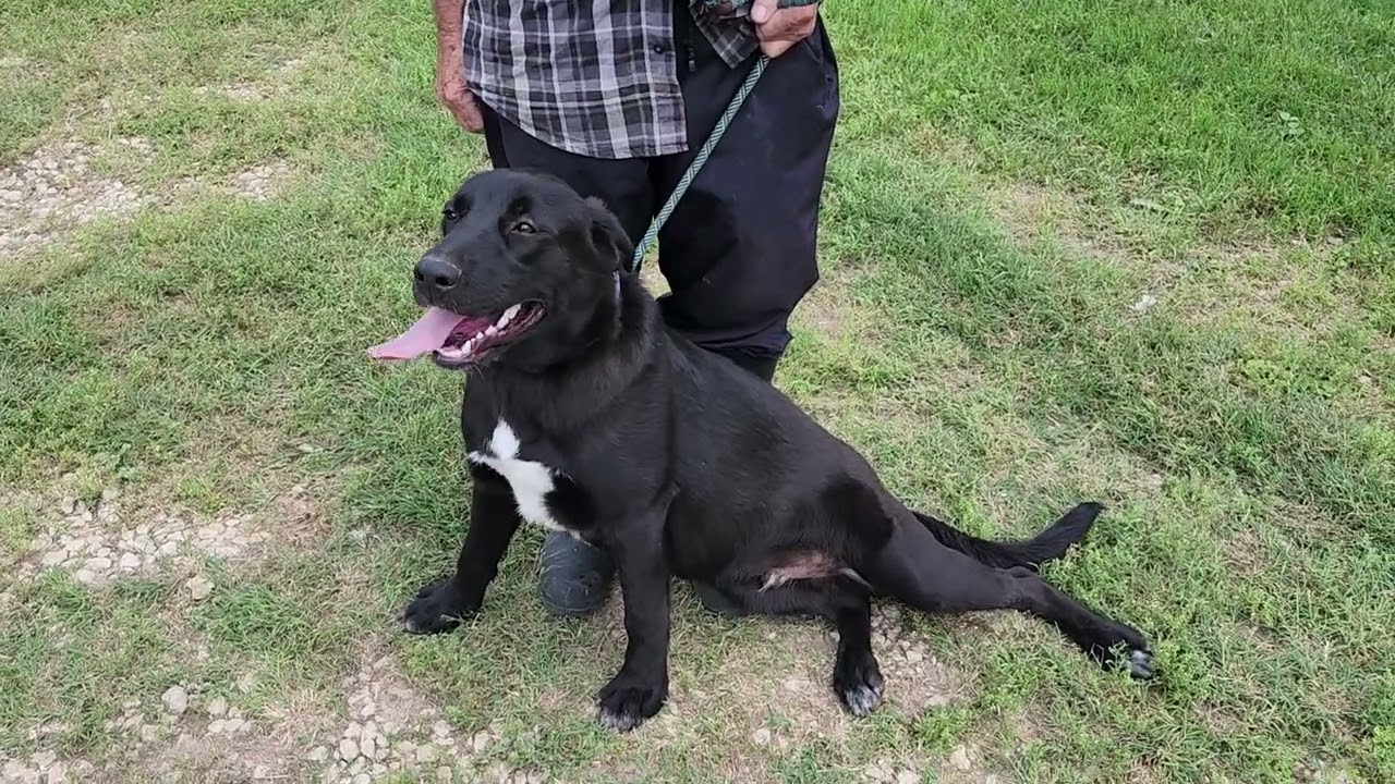 Enlarge Tug, a ADOPTABLE mixed breed in Bandera, TX video 1/5