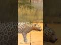Hunting Leopards in Vancouver Canada 🐅 #animals #gaming #viral