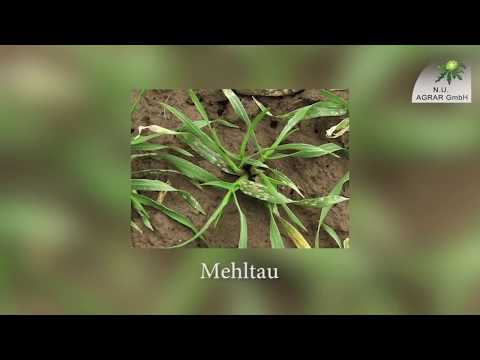 113. Feldexkursion: Wintergetreide - NU Agrar, 10.04.2019