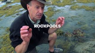 Wildlife Wanderings - Rock pools Ep 6 - Marine Flatworm & Sea Sponge