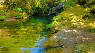 10 Minutes Relax - Hidden Crystal Clear Lagoon in the Middle of the Forest 💧✨🌿