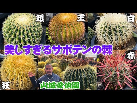 フェロカクタスについて詳しく解説