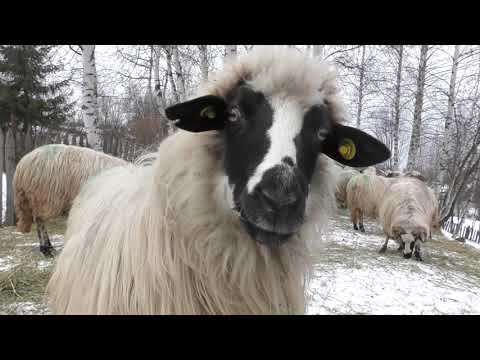 Azi gazda ne-a fost dl Galatan Petru Marcel si ginerele Marioane Liviu !