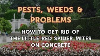 How to Get Rid of the Little Red Spider Mites on Concrete