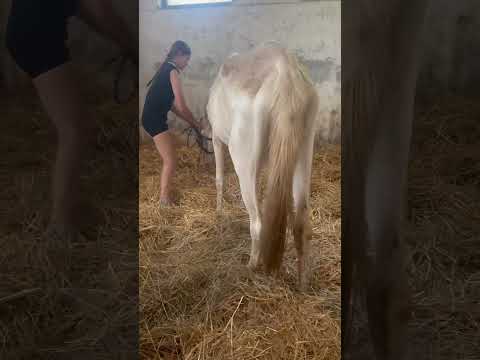 🕊️ Znovuzrodenie: Pomôžte dvom konským anjelom začať nový život