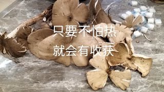 只要不怕热，就会有收获