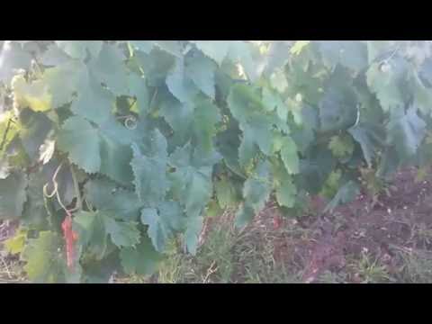 Allarme peronospora 2016