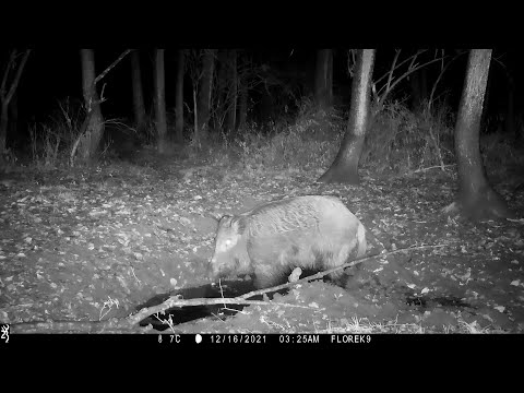 Kronika Lasu #4  - Jenoty, Kuna, Dziki, Sowa, Sarny - fotopułapka Grudzień 2021