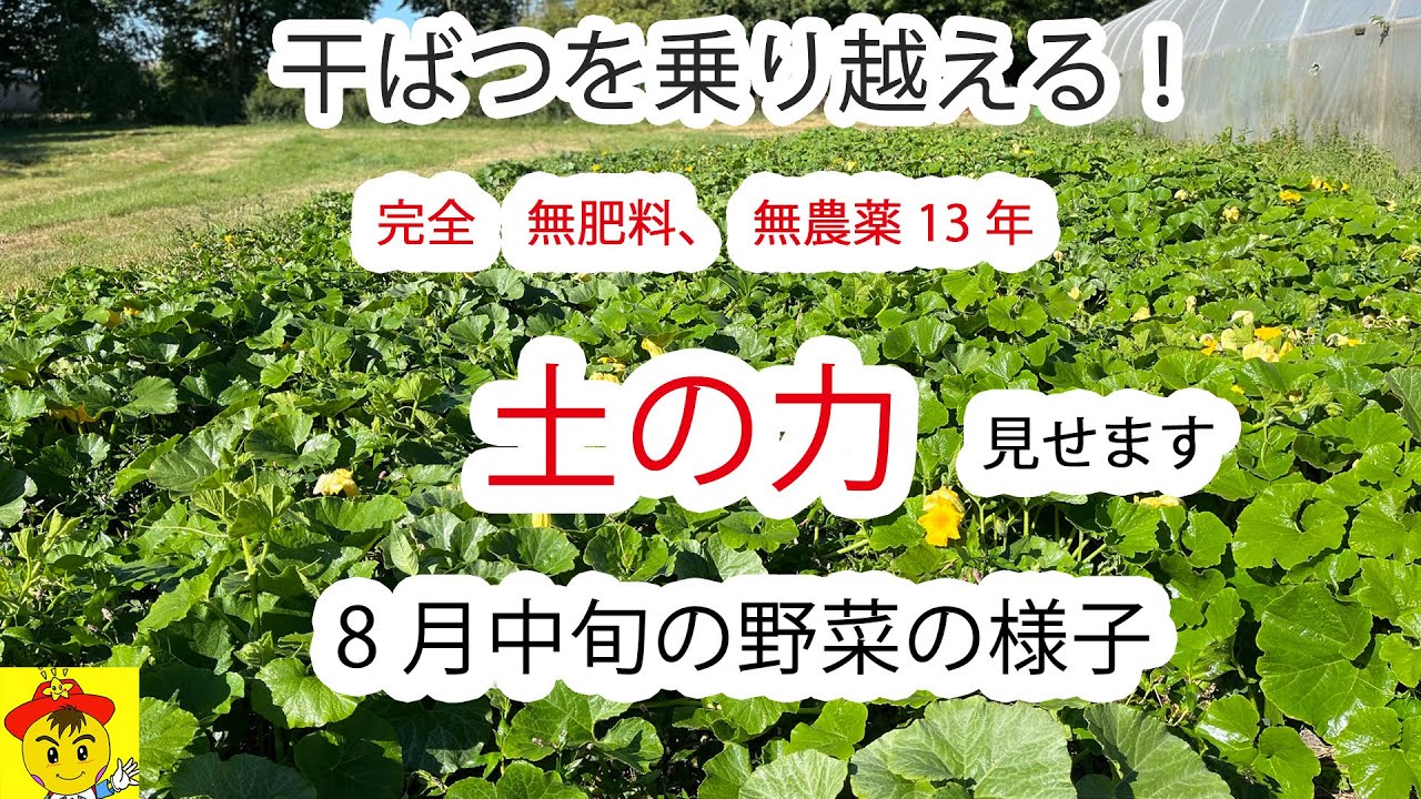 2ヶ月の干ばつでも野菜が育つ理由とは?自然栽培20年の今橋さんが語る土の力