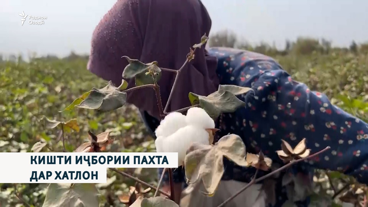 Кишти иҷбории пахта дар Хатлон