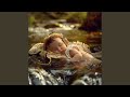 Night River Soothe