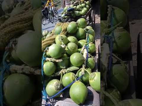 A Grade Solid Green Coconut, Packaging Size: Truck Loading