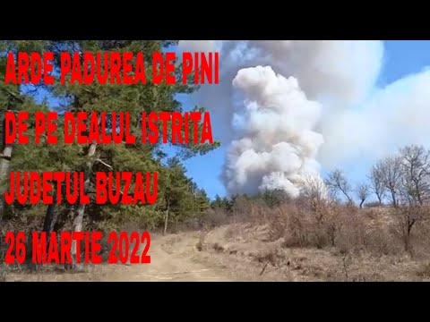 ARDE PADUREA DE PINI DE PE DEALUL ISTRITA,JUDETUL BUZAU,26 MARTIE 2022