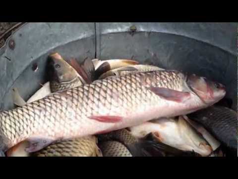 populare balta Spineni (V) 29,03,2012.MOV