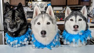 Which Husky Is the Ice Princess?