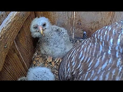 Baby Owl Bobs Its Head In The Barred Owl Nest Box! – April 23, 2025