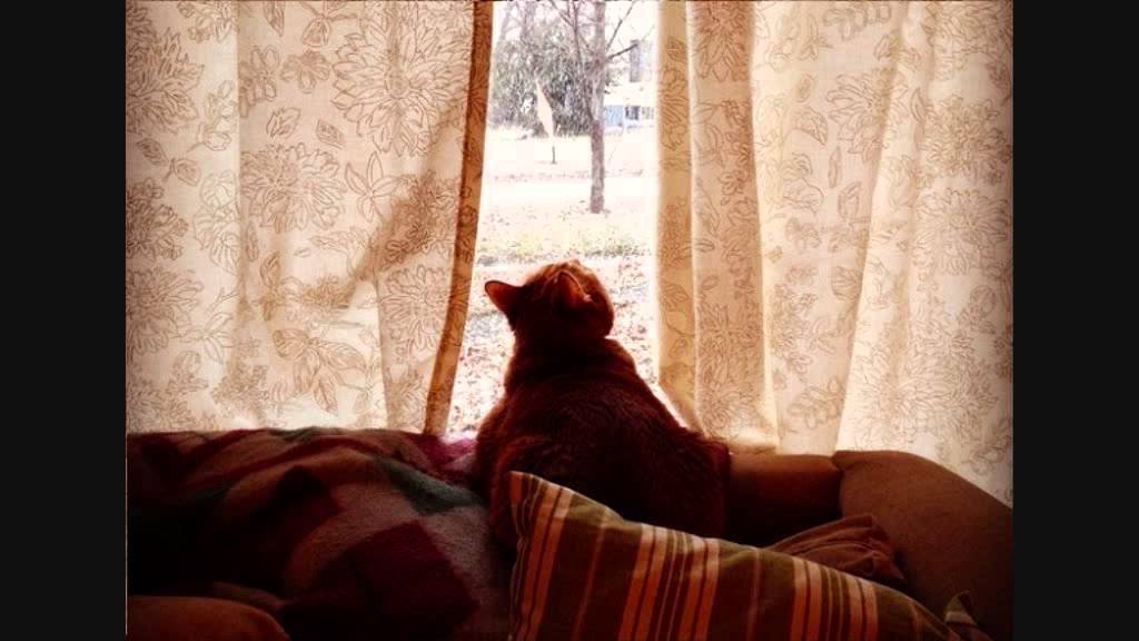 Lucia Mannucci - Il gatto Inverno (G. Rodari)