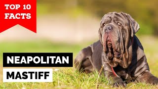 Download lagu Neapolitan Mastiff - Top 10 Facts mp3 Download lagu Neapolitan Mastiff - Top 10 Facts mp3