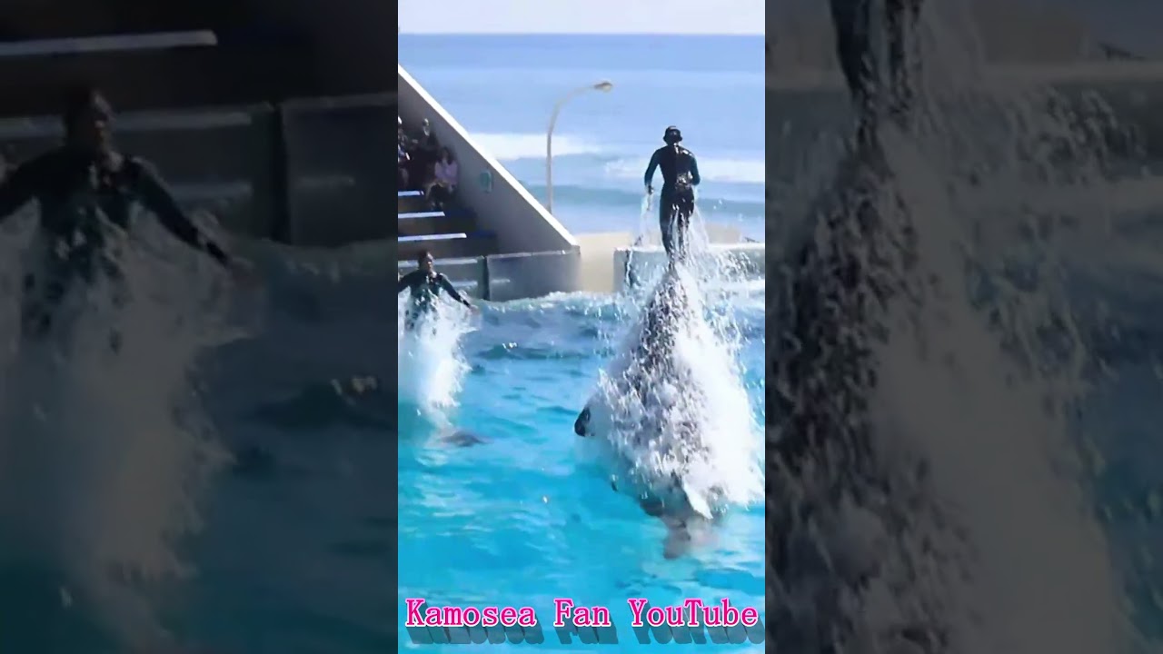 世界一のダブルスカイロケット最高!! #Shorts #鴨川シーワールド #シャチ #kamogawaseaworld #orca #killerwhale