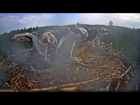 26 07 2022. Hungry X6 can finally eat. Estonian Osprey Nest.