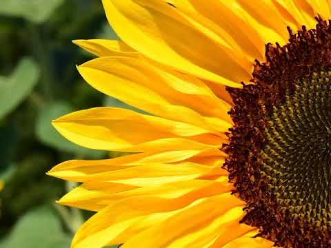 William Blake - Ah! Sunflower