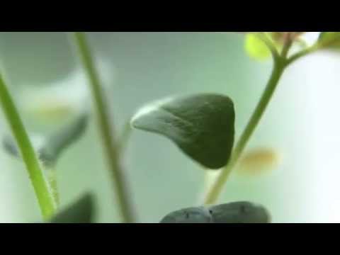 Free Stock Footage - Baby Plant Leaves and Stems (Close-Up)