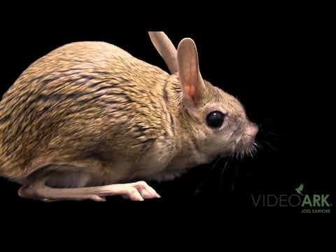 A great jerboa (Allactaga major) at the Moscow Zoo.