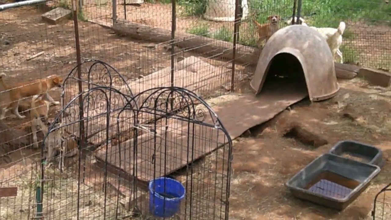 Enlarge ELLIE, an adopted mixed breed in San Antonio, TX video 5/5