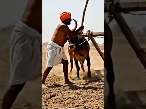 Farmer Tries to Hit Ox — But the Other Cow Charges at Him!