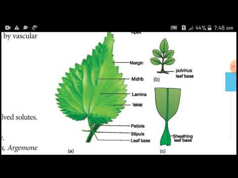 Vegetative morphology