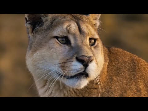 Wild Argentina .   #Arjetin #wildanimals #wildlife #nationalgeographic