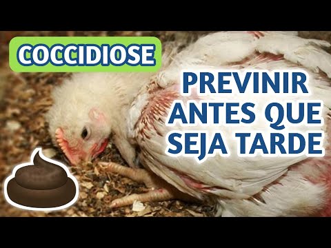 , title : 'Como curar Coccidiose em aves/ Preventivo para Coccidiose/ Coccidiose em galinhas,tratamento caseiro'