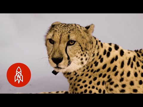 The African Cheetah Sprints for Survival